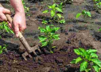 Мінімум догляду – максимум врожаю: найкращі культури для ледачих дачників