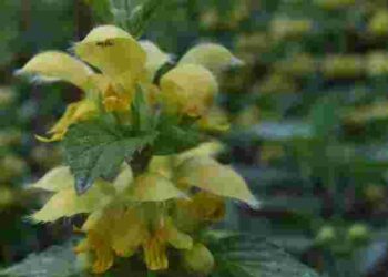 Ці рослини не можна висаджувати біля будинку: потенційні ризики