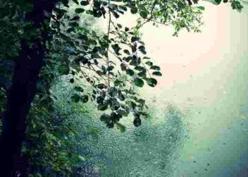 Не рихліть грядки після дощу: помилка, яка знищує урожай