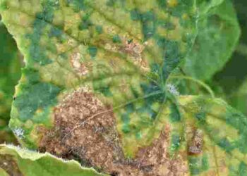 Ніколи цього не робіть: як урятувати огірки від кореневої гнилі