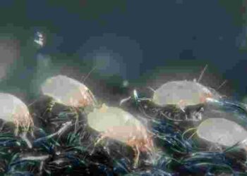 Зникнуть назавжди: 4 способи позбутися пилових кліщів вдома