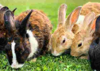 Запорука успішного розведення кроликів: як правильно годувати їх кролів
