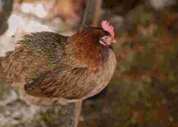 Щури та блохи заполонили курник: як їх позбутися швидко та ефективно