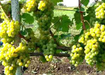 Травнева підгодівля винограду: як посилити ріст і врожайність куща