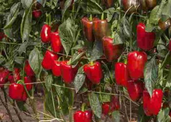 Перець буде великий і соковитий: 9 дієвих та ефективних порад з вирощування