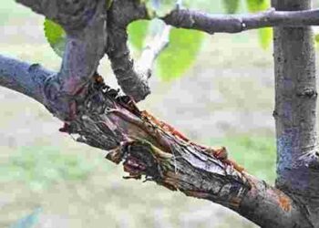 Як врятувати сад: один простий засіб – і кора плодових дерев буде без тріщин і хвороб