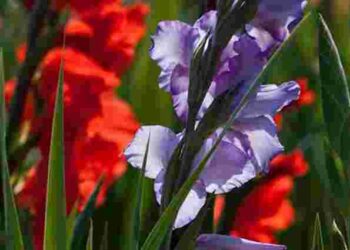 Секрети пишного цвітіння гладіолусів: як і коли садити правильно