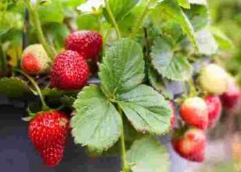 Дасть потрійний урожай: чим треба підгодувати полуницю у травні