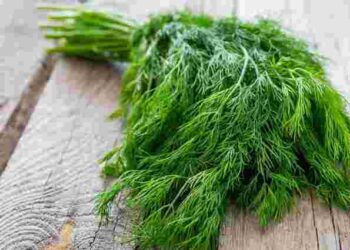 5 місць, де кріп не зійде ніколи: поширені помилки при посіві