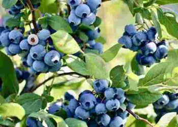 Лохина матиме рекордний урожай: 5 основних порад з вирощування