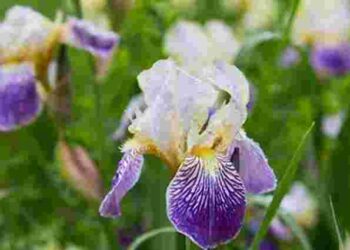 Щоб зберегти красу надовго: коли і як потрібно розсаджувати іриси