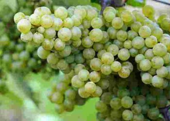 Обов’язково підживіть виноград цим засобом перед цвітінням: отримаєте рясний урожай