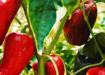 Перець віддячить щедрим урожаєм за це підживлення: рецепти добрив