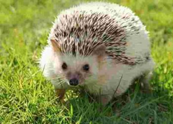 Прихована небезпека для рослин: як гуманно захистити сад від їжаків