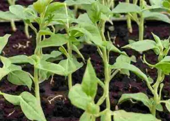 Максимальний результат при мінімальному догляді: як висадити розсаду перцю без жодних добрив