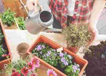 Швидко, просто і з багатим урожаєм: що посадити у травні без розсади