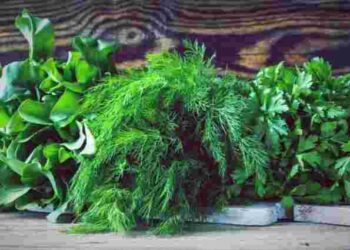 Можете забути про полив: яка зелень довго витримує посуху