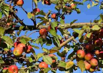 Від підживлення зараз залежить увесь урожай: які добрива треба яблуні під час зав’язі