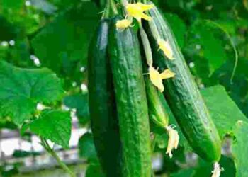 Фатальна помилка на грядці: чому не можна розпушувати ґрунт біля огірків