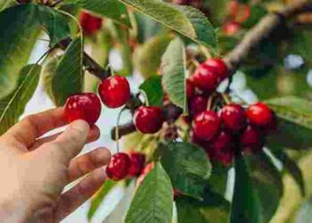 Чим підживити вишню у травні: поради для дорослих та молодих дерев