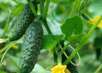 Чому огірки зів’яли одразу після посадки: 7 помилок, яких не можна допускати