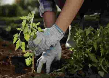 Правильна посадка помідорів: що дати у лунку, щоб томати не хворіли