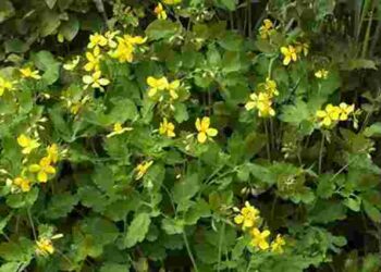 Рослина, яку помилково вважають бур’яном: чому варто залишити чистотіл на грядці