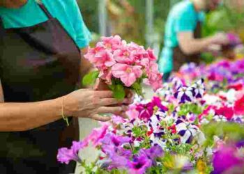 Чому ваша петунія досі не зацвіла: два основні кроки, які впливають на стан квітки