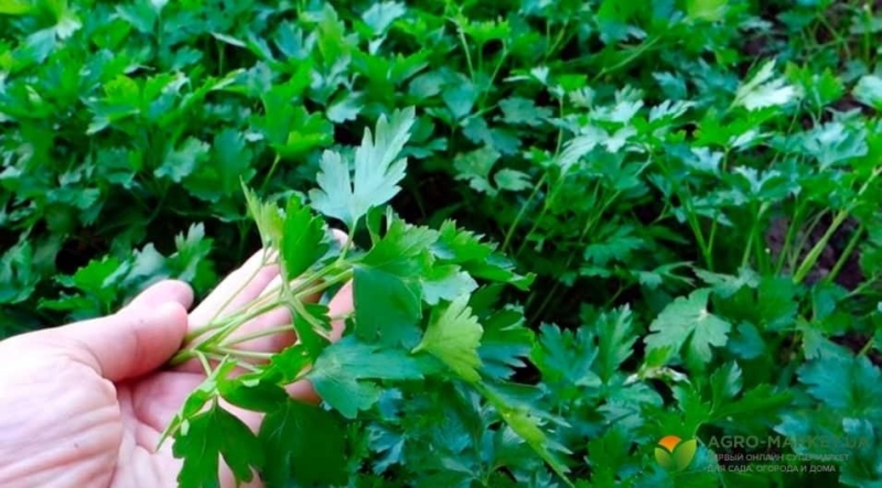 Петрушка: чим корисна і який її позитивний вплив на організм