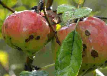 Як і коли починати боротися з яблуневою плодожеркою: ефективний захист врожаю