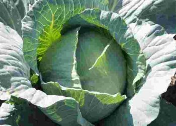 Качани не зав’яжуться: які три рослини краще не садити біля капусти