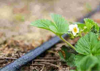 Економне й екологічне добриво: чим поливати полуницю для найкращого врожаю