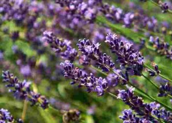Як змусити лаванду цвісти пишно: поради, які змінять вигляд вашої клумби