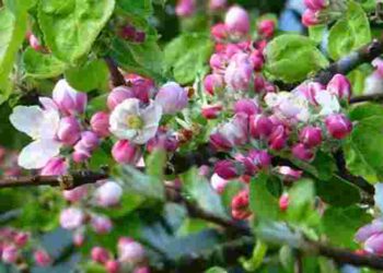 Сад під загрозою: які підживлення обов’язково треба внести в травні під дерева