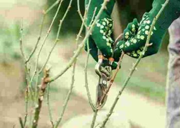 Троянди під загрозою: чим небезпечні дикі пагони і як їх розпізнати