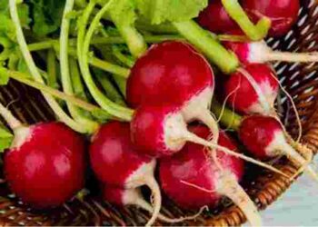 Що зробити, щоб редиска не гірчила: 4 кроки до смачного врожаю