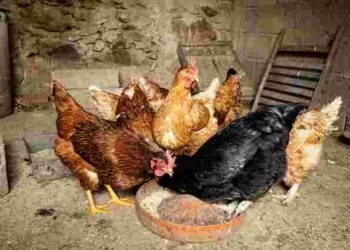 Курчата падають на ноги і не можуть піднятися: як уникнути проблеми і допомогти пташенятам