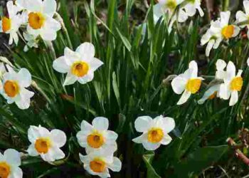 Що робити з нарцисами після цвітіння і куди подіти цибулини: викопувати чи залишати
