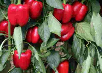Від вибору насіння до зберігання плодів: як виростити великий і соковитий перець