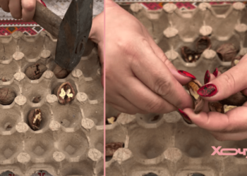 Берем лоток из-под яиц и чистим сразу все орехи: трюк для быстрого раскалывания (ВИДЕО)