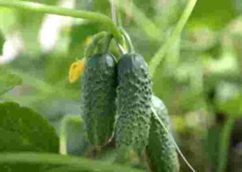 Одна помилка у травні зіпсує смак огріків: як їх правильно поливати, щоб не гірчили