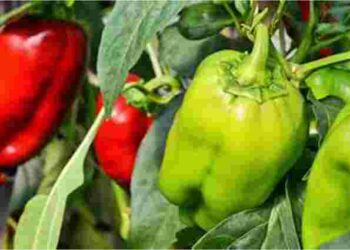 Хорошого врожаю не отримаєте: з якими овочами поруч не можна садити перець