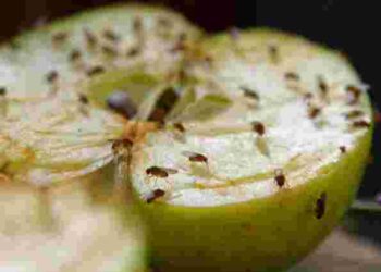 Як позбутися мошок на кухні назавжди: простий і дієвий спосіб