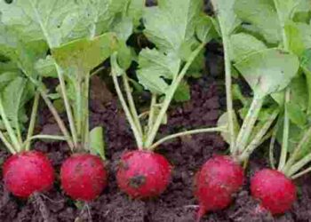 Негайно рятуйте урожай: що робити, якщо на редисці з’явилися дірки