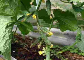 Це обовʼязково збільшить врожай: як формувати кущі огірків