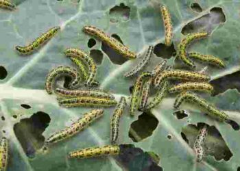 Улюблена їжа гусениць та слимаків: як захистити капусту від шкідників