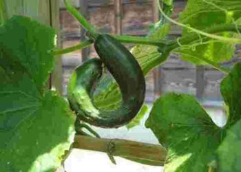 Огірки більше не будуть жовтіти і втрачати форму: як врятувати урожай