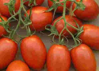 Помідори не виживуть: які рослини не можна садити поруч