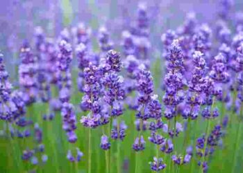 Ідеальне місце: куди висадити лаванду, щоб вона росла пишною і високою