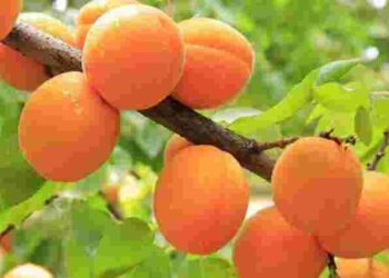 Вирішальний період для урожаю: як доглядати абрикос у травні